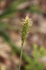 Carex erinacea