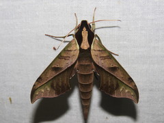 Xylophanes epaphus