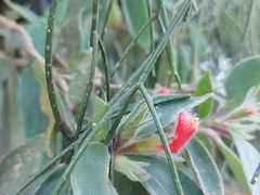 Nematanthus