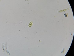 Pseudopediastrum integrum