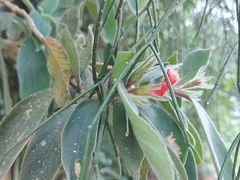 Nematanthus