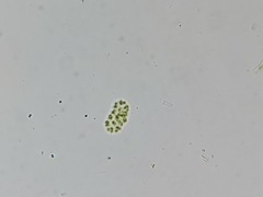 Pseudopediastrum integrum