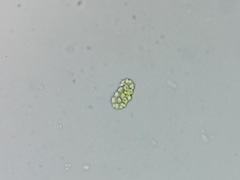 Pseudopediastrum integrum