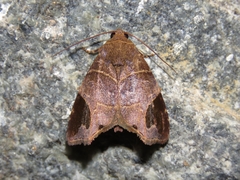 Closteromorpha reniplaga