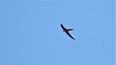 Aeronautes andecolus