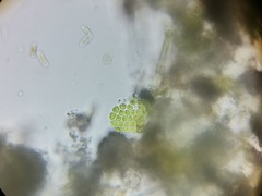 Pseudopediastrum integrum