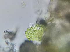 Pseudopediastrum integrum
