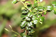 Berberis darwinii