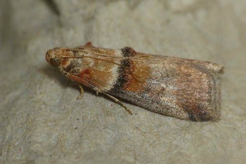 Acrobasis tumidana