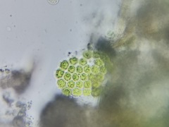 Pseudopediastrum integrum