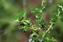Berberis darwinii