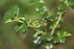 Berberis darwinii