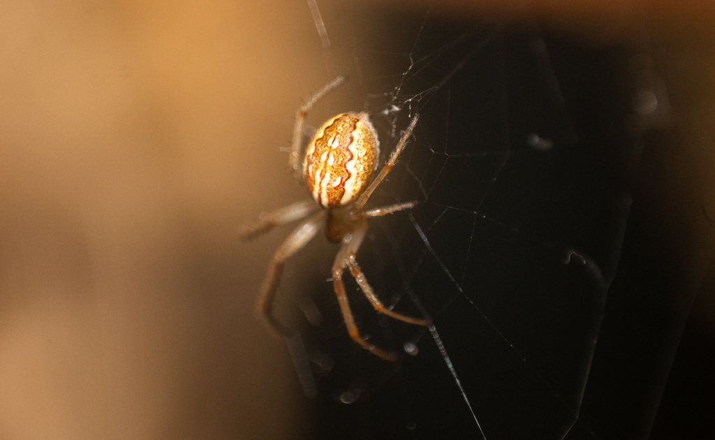 Larinia bivittata