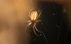 Larinia bivittata