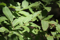 Nothofagus alpina