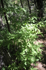 Nothofagus alpina