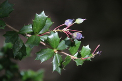 Berberis darwinii