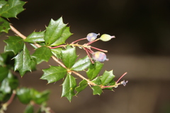 Berberis darwinii