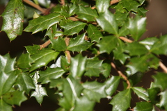 Berberis darwinii