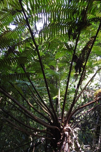 Cyathea fulva, photograph 5