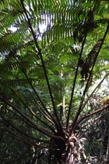 Cyathea fulva