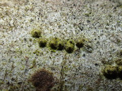Thyronectroidea chrysogramma
