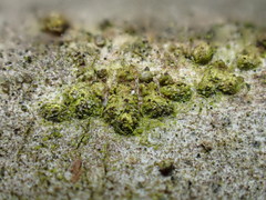 Thyronectroidea chrysogramma