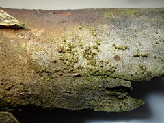 Thyronectroidea chrysogramma