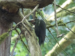 Dryocopus pileatus