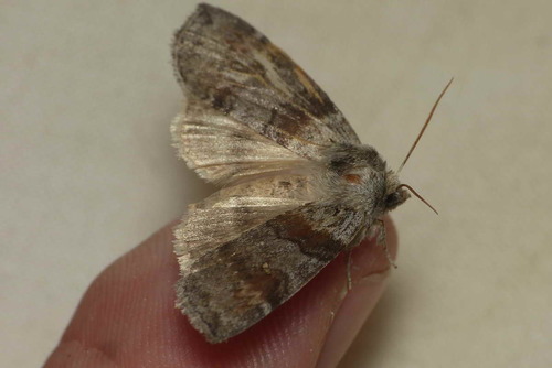 Cymatophorina diluta