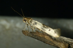 Enolmis acanthella