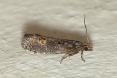 Epinotia maculana