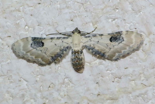 Eupithecia centaureata