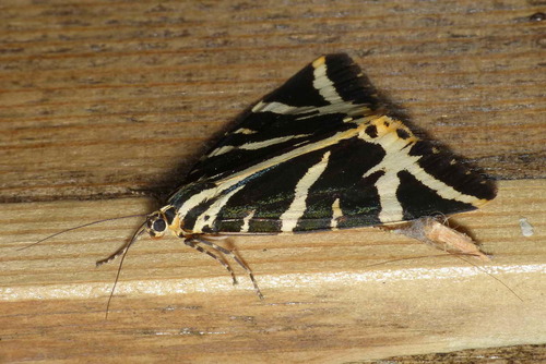 Euplagia quadripunctaria