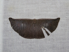 Cyphoedma transvolutata