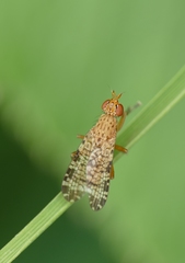 Euthycera chaerophylli