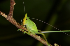 Copiphora cultricornis