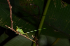 Copiphora cultricornis