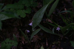 Erythronium propullans