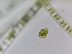 Hydrodictyaceae