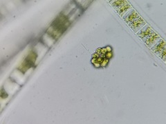 Hydrodictyaceae