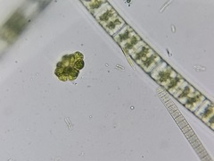 Hydrodictyaceae