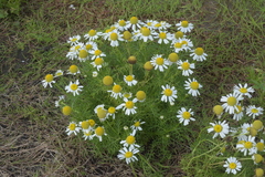 Tripleurospermum tetragonospermum