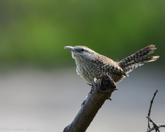 Yucatan Wren photo 3