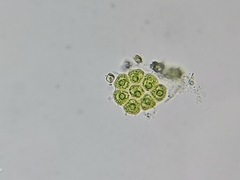Pseudopediastrum integrum