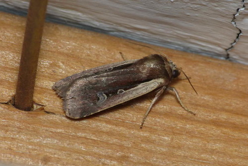 Ochropleura plecta