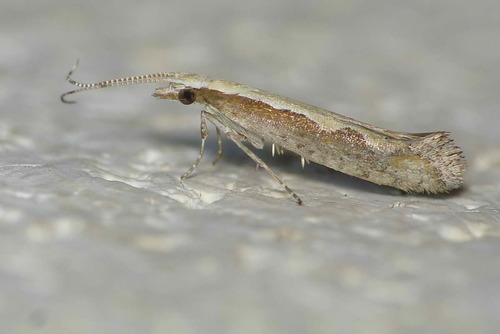 Plutella xylostella