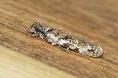 Psoricoptera gibbosella