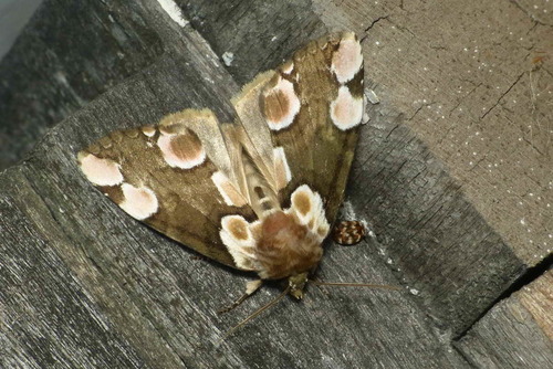 Thyatira batis
