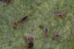 Hesperolabops gelastops